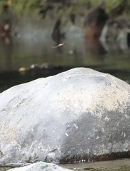 Onychothemis abnormis