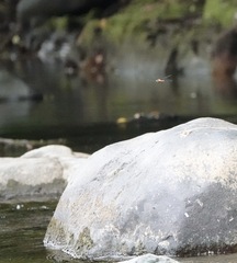 Onychothemis abnormis