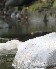 Onychothemis abnormis