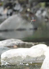 Onychothemis abnormis