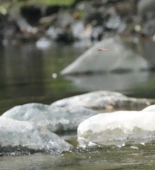 Onychothemis abnormis