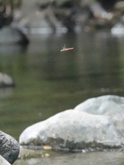 Onychothemis abnormis