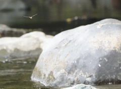 Onychothemis abnormis