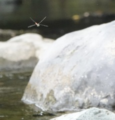 Onychothemis abnormis