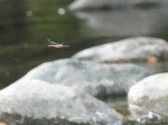 Onychothemis abnormis