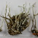 Cladonia verruculosa - Photo (c) tom_carlberg, μερικά δικαιώματα διατηρούνται (CC BY-NC), uploaded by tom_carlberg
