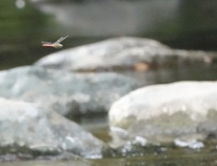 Onychothemis abnormis