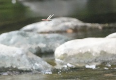 Onychothemis abnormis