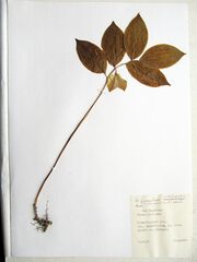 Polygonatum involucratum