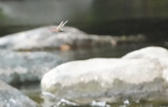 Onychothemis abnormis