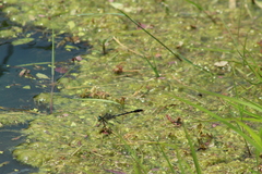 Arigomphus villosipes