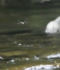 Onychothemis abnormis