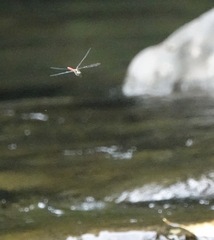 Onychothemis abnormis