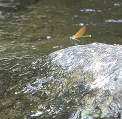 Neurobasis luzoniensis