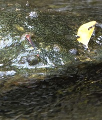 Pseudagrion pilidorsum