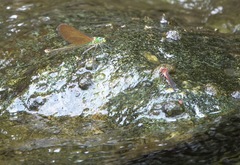 Neurobasis luzoniensis