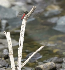Onychothemis abnormis