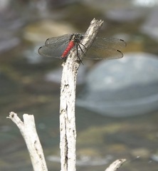 Onychothemis abnormis