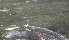Pseudagrion pilidorsum