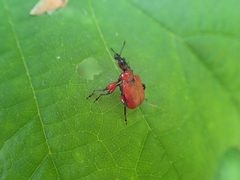 Apoderus coryli