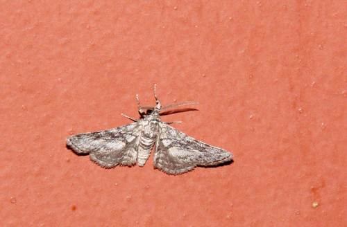 Ocotillo Moth photo 4
