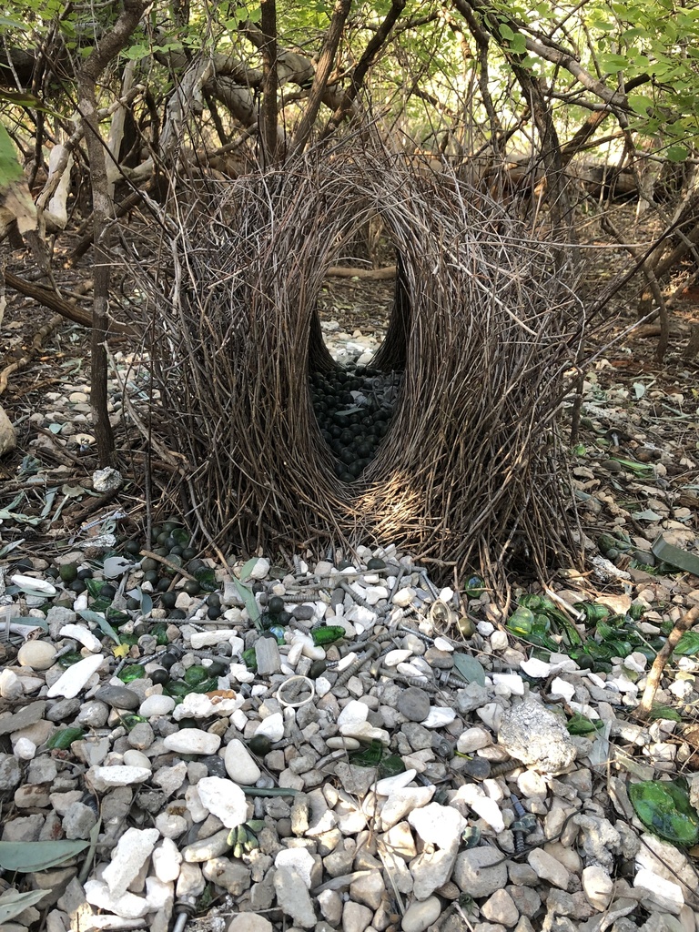 Great Bowerbird
