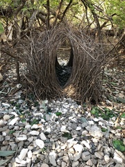 Great Bowerbird photo 1