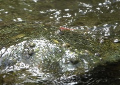 Pseudagrion pilidorsum