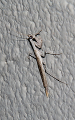 Litaneutria ocularis