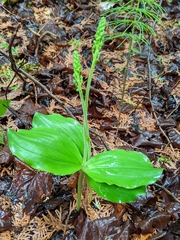 Neottia ovata