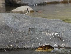 Onychothemis abnormis