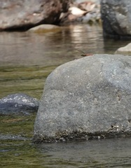 Onychothemis abnormis