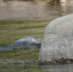 Onychothemis abnormis