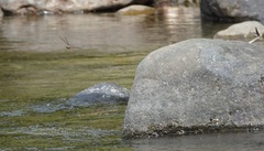 Onychothemis abnormis