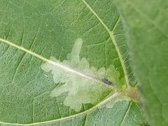 Calycomyza platyptera
