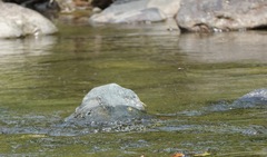 Onychothemis abnormis