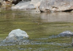 Onychothemis abnormis