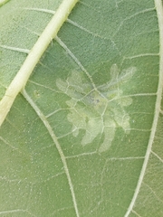 Calycomyza platyptera
