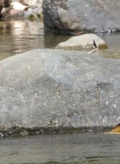 Onychothemis abnormis
