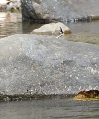 Onychothemis abnormis