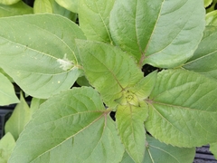 Calycomyza platyptera