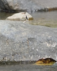 Onychothemis abnormis