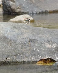 Onychothemis abnormis