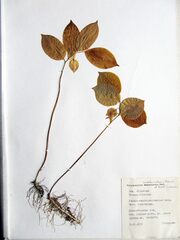 Polygonatum involucratum