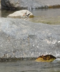 Onychothemis abnormis