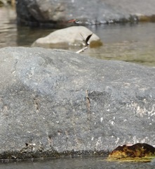 Onychothemis abnormis