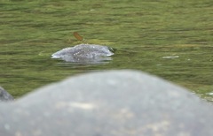 Neurobasis luzoniensis