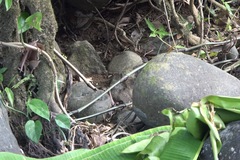 Neurobasis luzoniensis