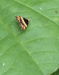 Choreutis xanthogramma