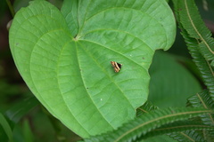 Choreutis xanthogramma